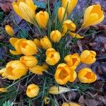 Crocus chrysanthus Flor