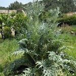 Cynara cardunculusLapas