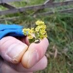 Alchemilla xanthochlora Flor