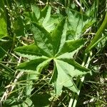 Alchemilla acutiloba Лист