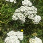 Achillea nobilisFlower