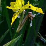 Iris pseudacorus Kvet