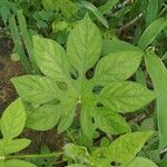 Ipomoea pes-tigridis Leaf