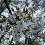 Prunus cerasusFlower