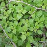 Parietaria debilis Diğer