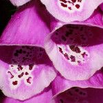 Digitalis purpurea Kukka