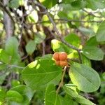 Grewia similis Fruit