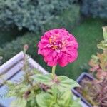 Zinnia elegansFleur