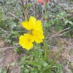 Oenothera stricta Цвят