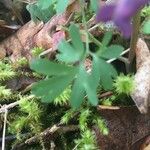 Corydalis solida Liść