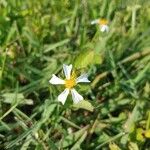 Melampodium leucanthum Λουλούδι