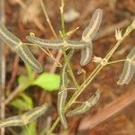 Christia vespertilionis Leaf