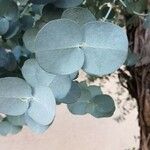 Eucalyptus cinerea 葉