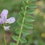 Astragalus pelecinus Blatt