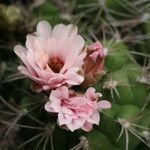 Gymnocalycium pflanzii 花