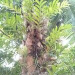 Drynaria quercifolia पत्ता