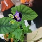 Torenia fournieri Flower