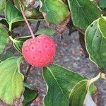 Cornus capitata 果