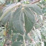 Mimosa albida Leaf