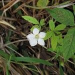 Merremia quinquefolia പുഷ്പം