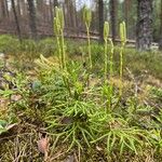 Lycopodium complanatum Leaf