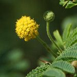 Vachellia tortuosa Flower