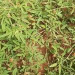 Indigofera senegalensis 整株植物