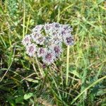 Seseli annuum Blüte