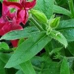 Nicotiana alata Blatt