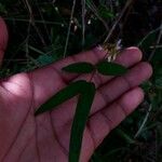 Ophrestia lyallii Hábito
