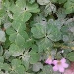 Oxalis violacea পাতা