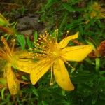 Hypericum perforatum Flower