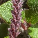 Salix reticulata Blüte
