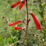 Penstemon eatonii Цвят