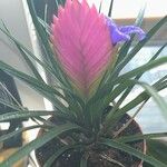 Tillandsia guatemalensis Ліст