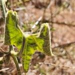 Kedrostis leloja Leaf