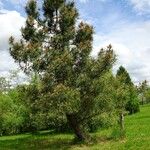 Pinus halepensis Hábito