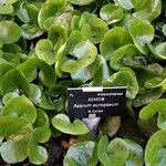 Asarum europaeum 葉