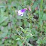 Torenia crustacea Flor