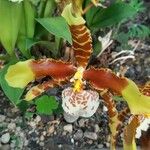 Rossioglossum grande Cvet
