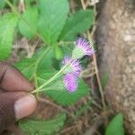 Kinghamia angustifolia Flower