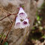 Soldanella minima Flower