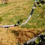 Capparis decidua Leaf