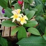 Plumeria rubraFlower