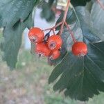 Scandosorbus intermediaफल