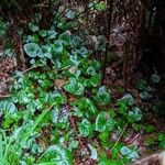 Asarum caudatum ᱥᱟᱠᱟᱢ