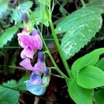 Lathyrus linifolius Flor