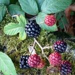 Rubus fruticosus 果実