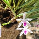 Cattleya lundii Flor
