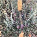 Banksia praemorsa Fiore